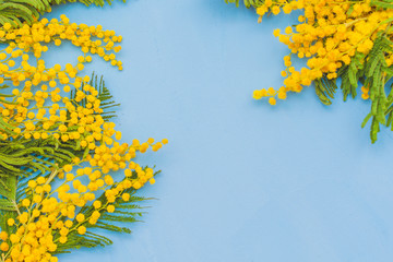 Mimosa-delicate yellow spring flowers with green leaves.