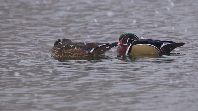 Heavy snow falling on pond with 2 wood ducks swimming as they float on the water.