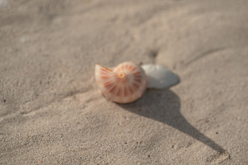Spiral Sea Shell on soft sand