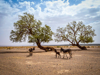 burros en el desierto junto a los arboles