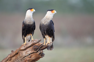 Two Northern Crested Caracara (Caracara cheriway) perched, Texas, USA