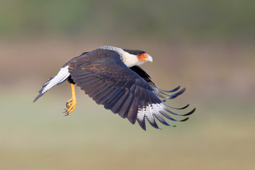 Northern Crested Caracara (Caracara cheriway) flying, Texas, USA