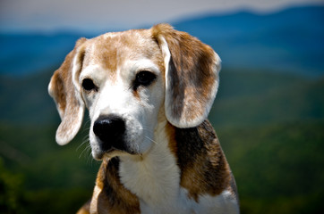 Portrait of an old beagle (dog), relaxing in the sun
