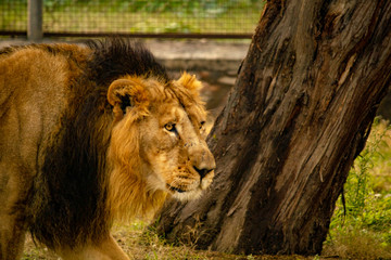 Big lion walking on grass