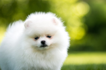 White pomeranian baby posing outside in beautiful green background. 