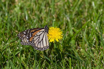 Monarch Butterfly nectaring on a dandelion flower. 