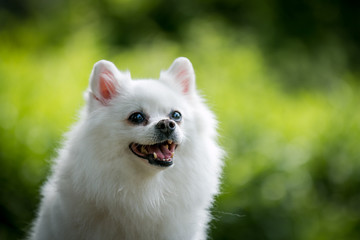 pomeranian portrait. Green sunlight background.