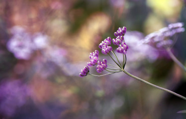 Purple Wildflower Against Blurred Background of Flowers