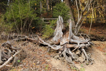 Root of the big tree after it is cut down a tree and dug root up.