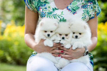 White pomeranian baby posing outside in beautiful green background. 