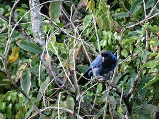bird on a branch - gralha azul