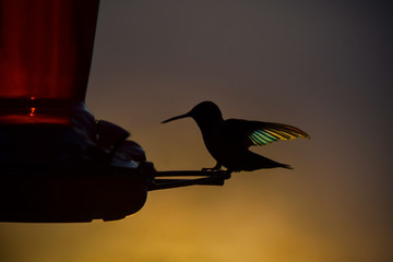 Hummingbird on Feeder with Sunset Shining through Wings