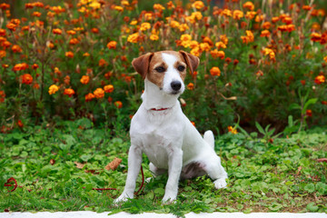 Dog breed Jack Russell Terrier