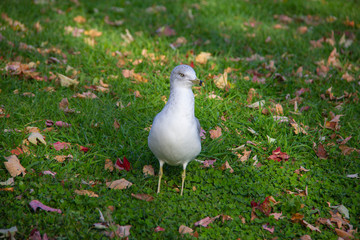 Seagull amid autumn leaves
