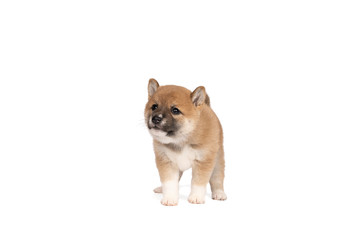Shiba Inu puppy standing isolated on a white background with space for tekst copy space