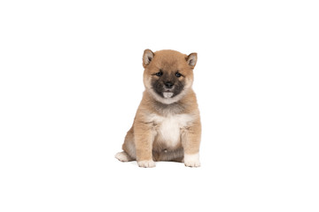 Shiba Inu puppy sitting isolated in a white background with space for tekst copy space