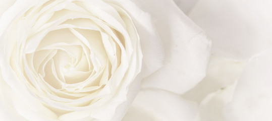 Soft focus, abstract floral background, white rose flower. Macro flowers backdrop for holiday brand design