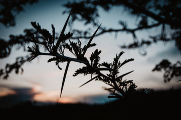 Thorn-bush tree at sunset 2