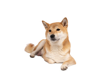Female Shiba Inu dog lying down isolated on a white background with copy space