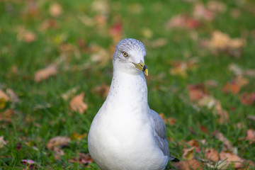 Seagull amid autumn leaves