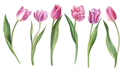 Handpainted watercolor flowers  tulips in vintage style. It's perfect for greeting cards, wedding invitation, birthday and mothers day cards. Watercolor botanical illustration isolated. 