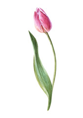 Handpainted watercolor flowers  tulips in vintage style. It's perfect for greeting cards, wedding invitation, birthday and mothers day cards. Watercolor botanical illustration isolated. 