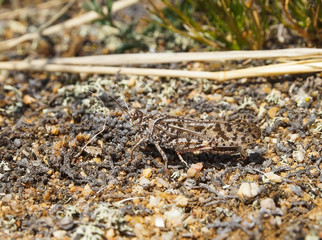 the locust sits on the pebbles masquerading as relief