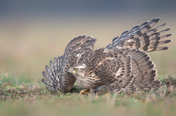 Northern goshwak (Accipiter gentilis) close up