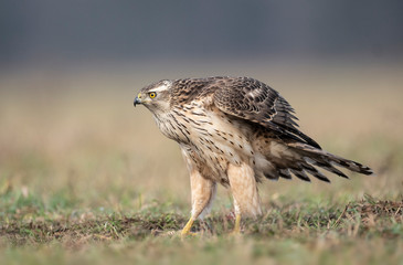 Northern goshwak (Accipiter gentilis) close up