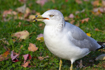 Seagull amid autumn leaves