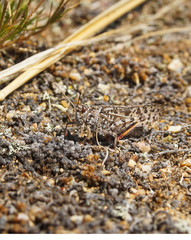 the locust sits on the pebbles masquerading as relief