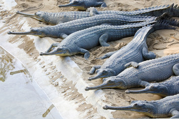 Gharial farm in Chitwan National Park, Nepal