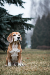 Beagle dog posing outside in beautiful autumn mist.	