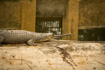 Indian gharial Gavialis gangeticus