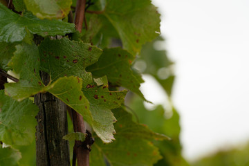 Weinberg Aufnahme mit Natur und Landschaft