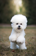 Bichon frize in action outside.
