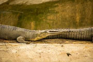 Indian gharial Gavialis gangeticus near water