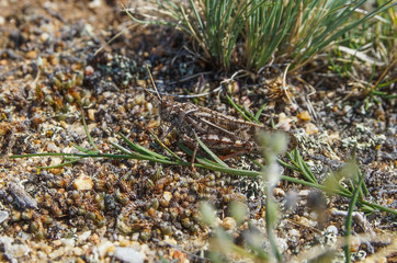 the locust sits on the pebbles masquerading as relief