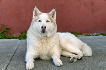Adorable cute white husky dog