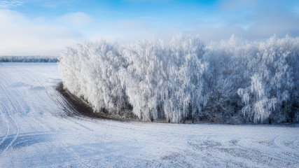 Snow-covered pine tree against winter field background, and blue winter sky