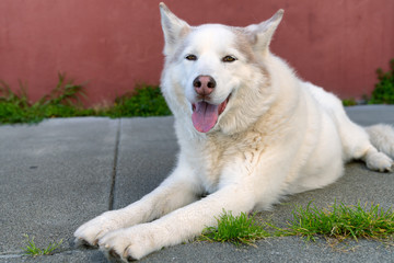 Adorable cute white husky dog