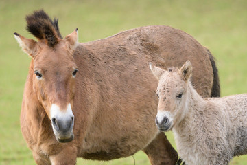 Przewalski horse mare and her foal in a wildlife park