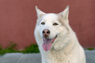Adorable cute white husky dog