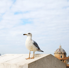 Seagull in Rome.
