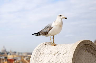 Seagull in Rome.