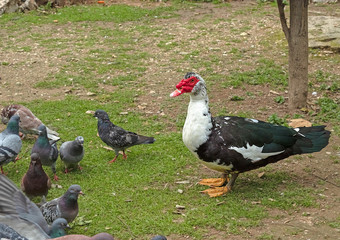 muscovy duck on grass looks at other birds in the park