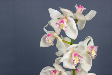 white cymbidium dark background tropical flower orchid - obrazy, fototapety, plakaty