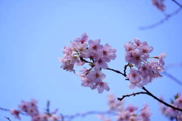 Obraz premium 桜花クローズアップ