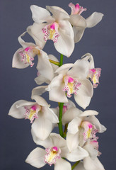 white cymbidium dark background tropical flower orchid