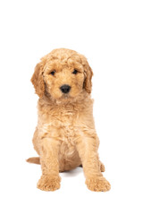 Cute labradoodle puppy sitting looking at the camera isolated on a white background with space for text